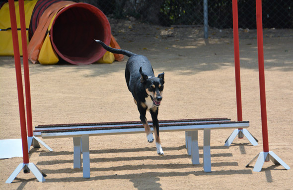 Agility lúdico y competición